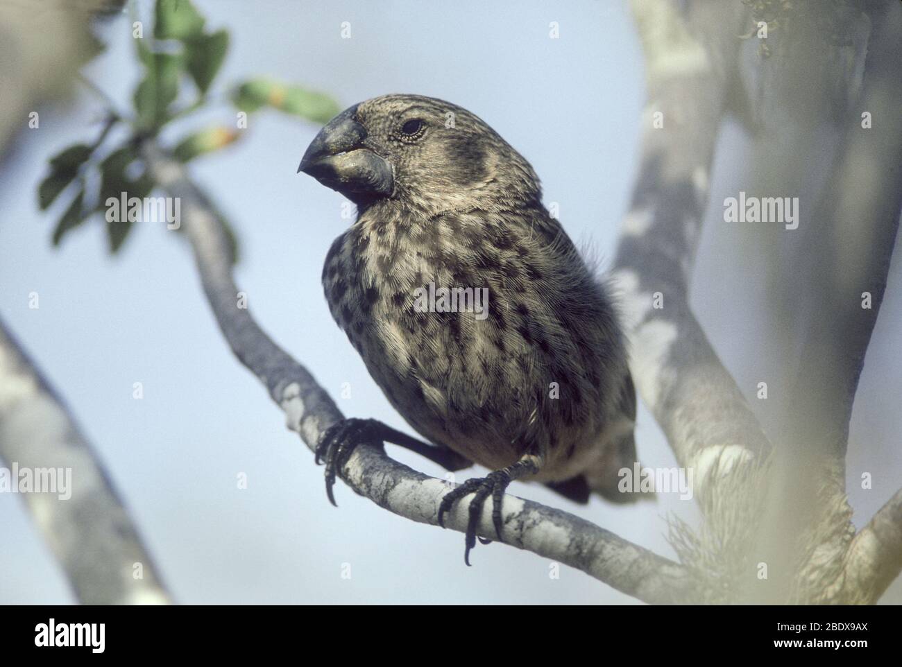 Großer Ground Finch (Geospiza magnirostris) Stockfoto