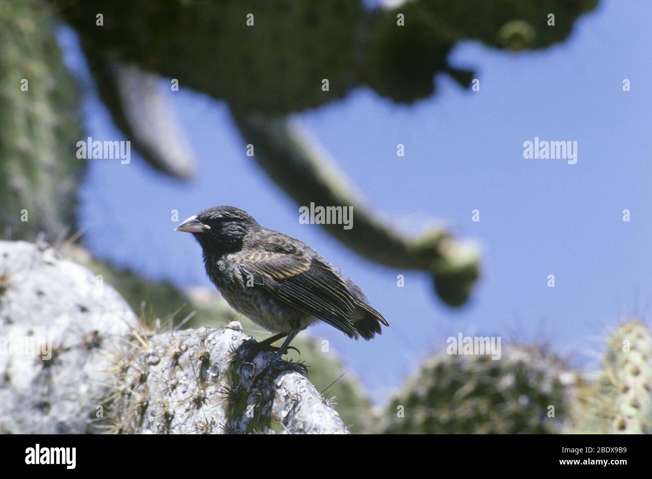 Großer Ground Finch (Geospiza magnirostris) Stockfoto