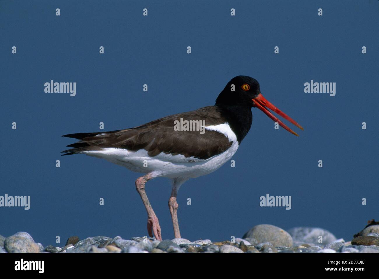 Austernfischer Stockfoto