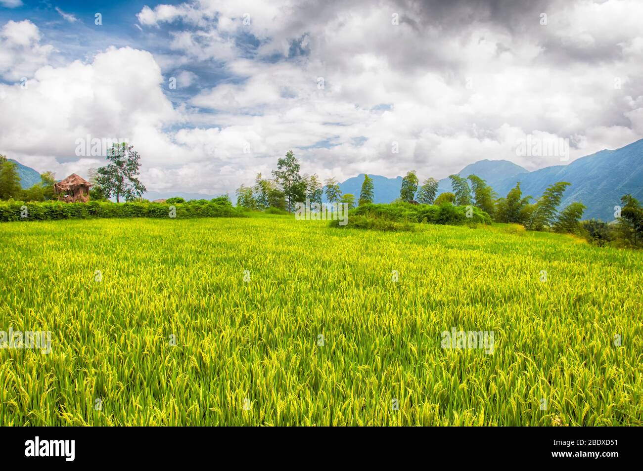 Ein Feld wachsenden Reises in der yunhe County Rice Terraces an einem bewölkten Tag in der Zhejiang Provinz China. Stockfoto