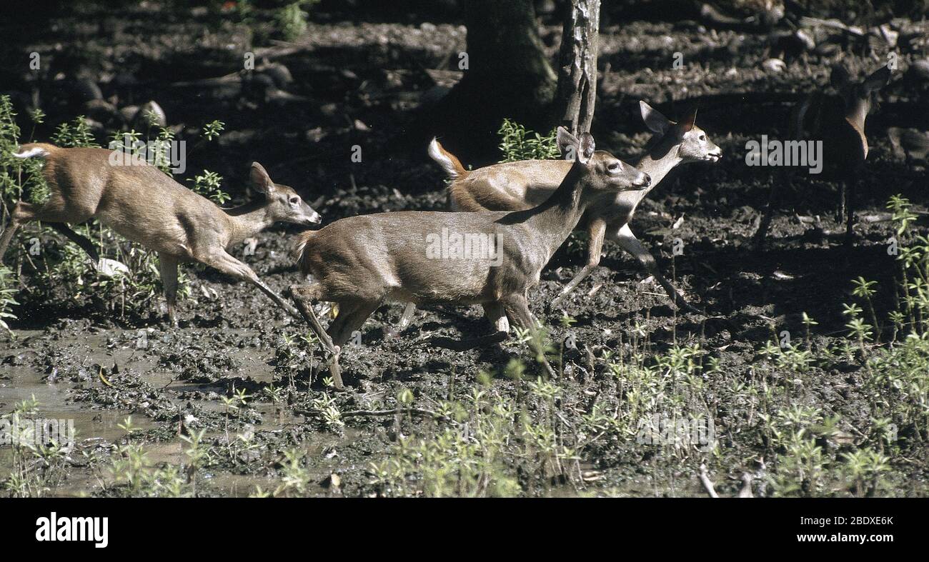 Weiß - angebundene Rotwild Stockfoto