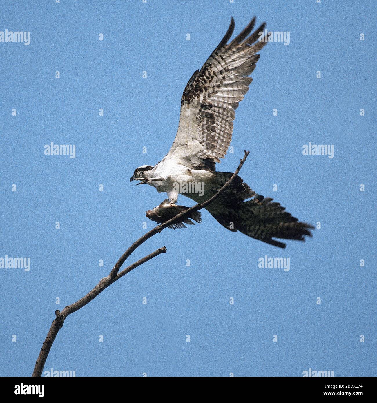 Osprey Stockfoto