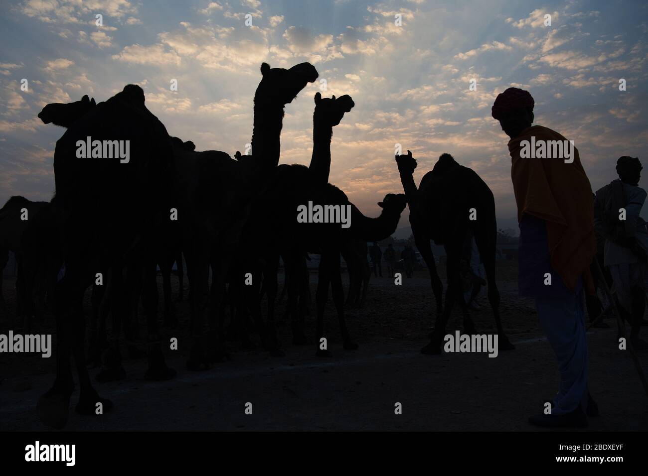 Das Bild der Kamele silhouttes bei Pushkar Fair, Ajmer, Rajasthan, Indien, asien Stockfoto