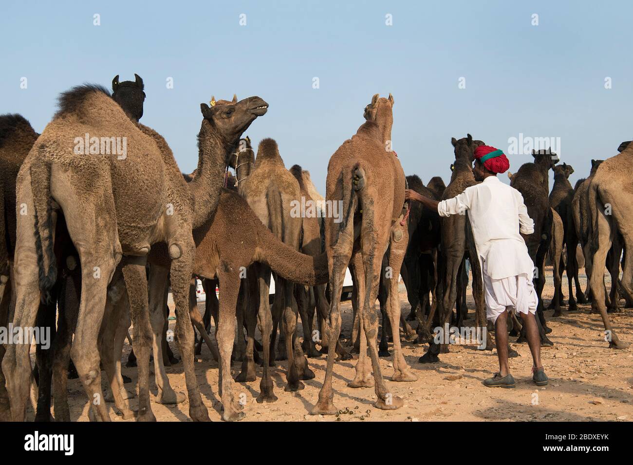 Das Bild von Kamel Verkäufer bei Pushkar Animal Fair, Ajmer, Rajasthan, Indien, asien Stockfoto