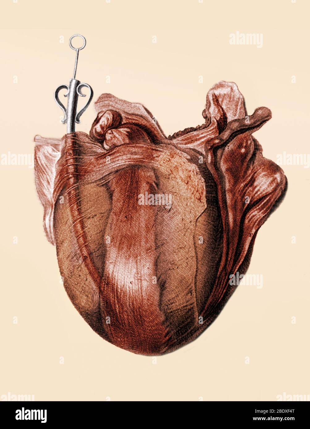 William Hunter, Anatomia uteri humani gravidi, 1774 Stockfoto