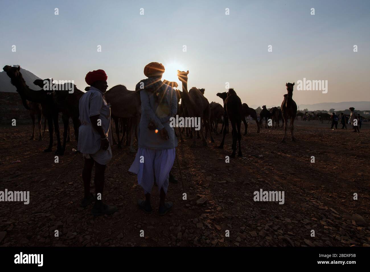 Das Bild von Kamel Herde und rajasthani Mann bei Sonnenuntergang Pushkar Tier Fair, Ajmer, Rajasthan, Indien, asien Stockfoto