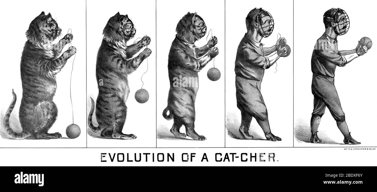 Evolution einer katzenkatze, 1899 Stockfoto