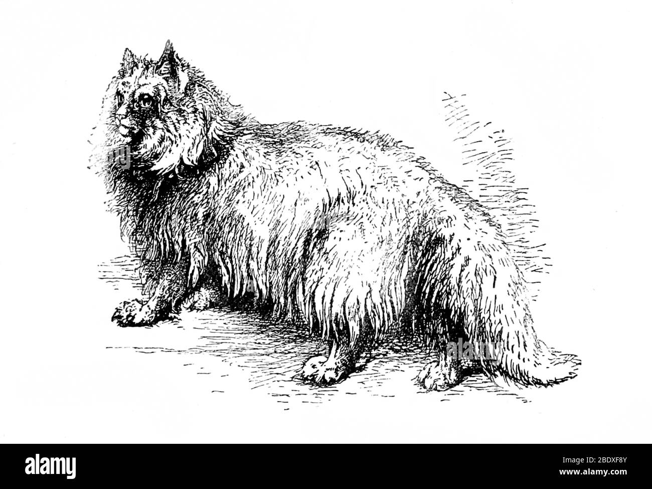 Angora Katze Stockfoto