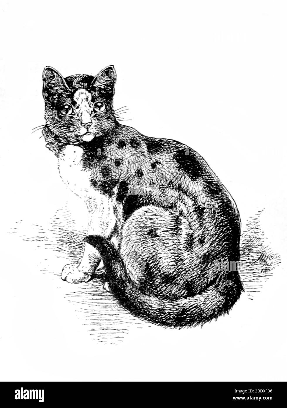 Schildpatt-Katze Stockfoto