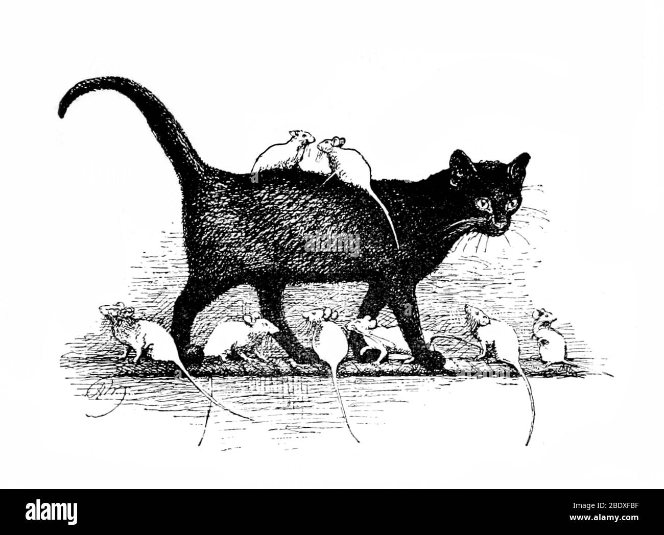 Schwarze Katze mit weißen Mäusen Stockfoto