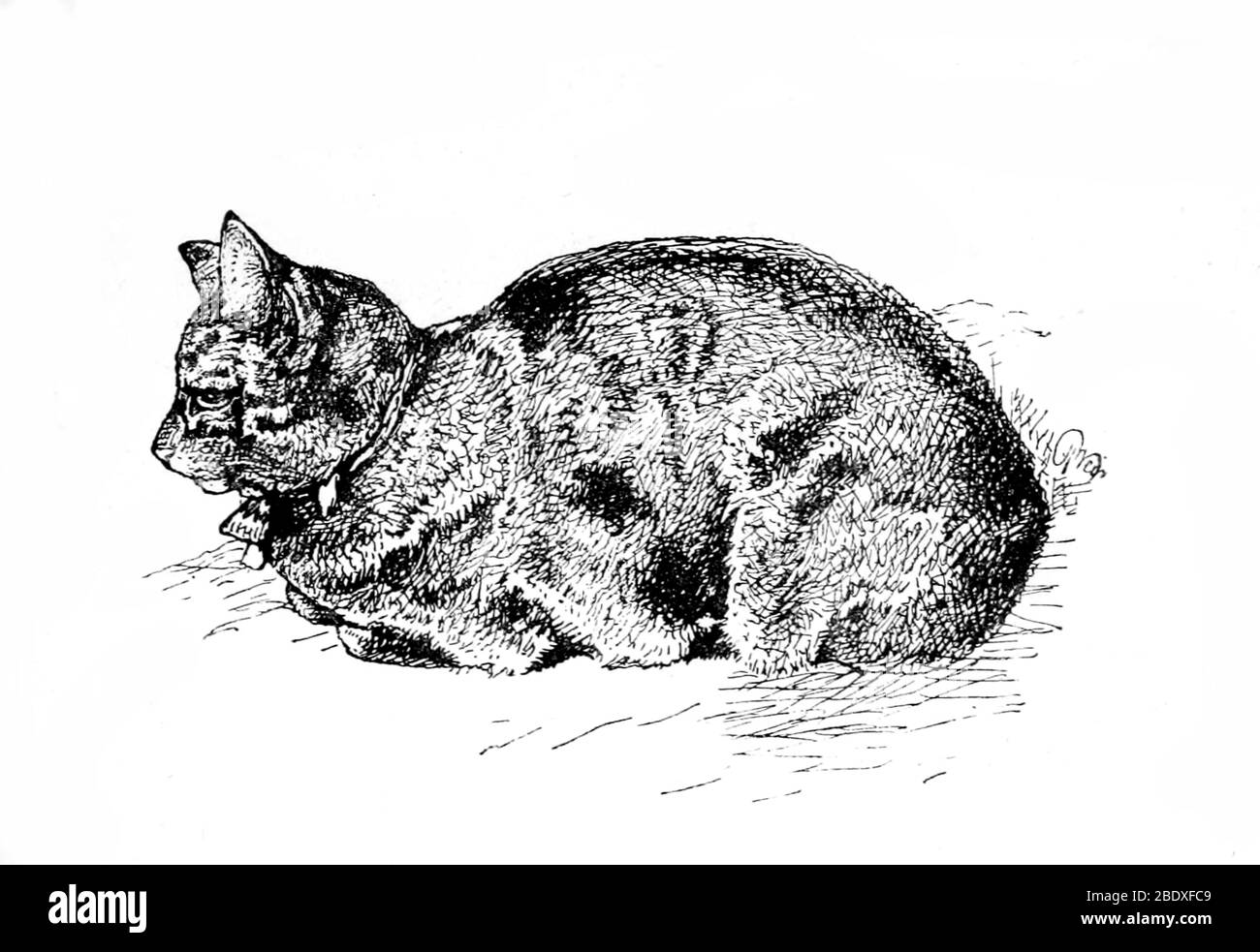 Schildpatt-Katze Stockfoto