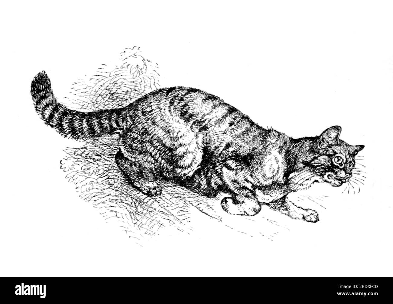 Schottische Wildkatze, Gefährdet Stockfoto