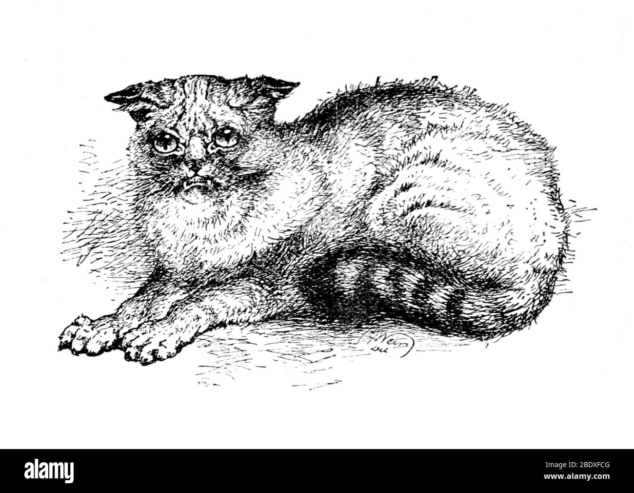 Schottische Wildkatze, Gefährdet Stockfoto