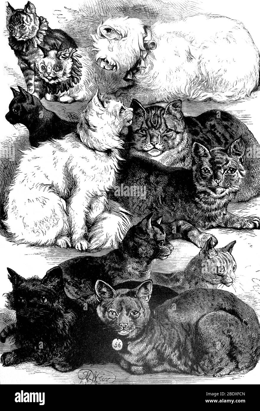 Vielzahl von Katzenrassen, 1881 Stockfoto