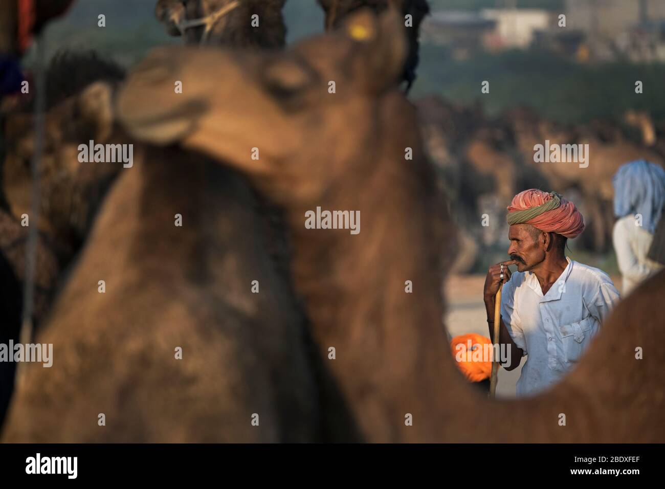 Das Bild von Kamel Herde und rajasthani Mann bei Pushkar Animal Fair, Ajmer, Rajasthan, Indien, asien Stockfoto
