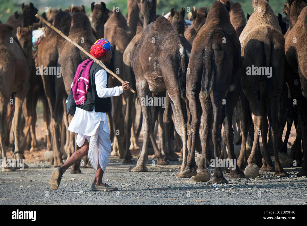 Das Bild von Kamel Herde und rajasthani Mann bei Pushkar Animal Fair, Ajmer, Rajasthan, Indien, asien Stockfoto