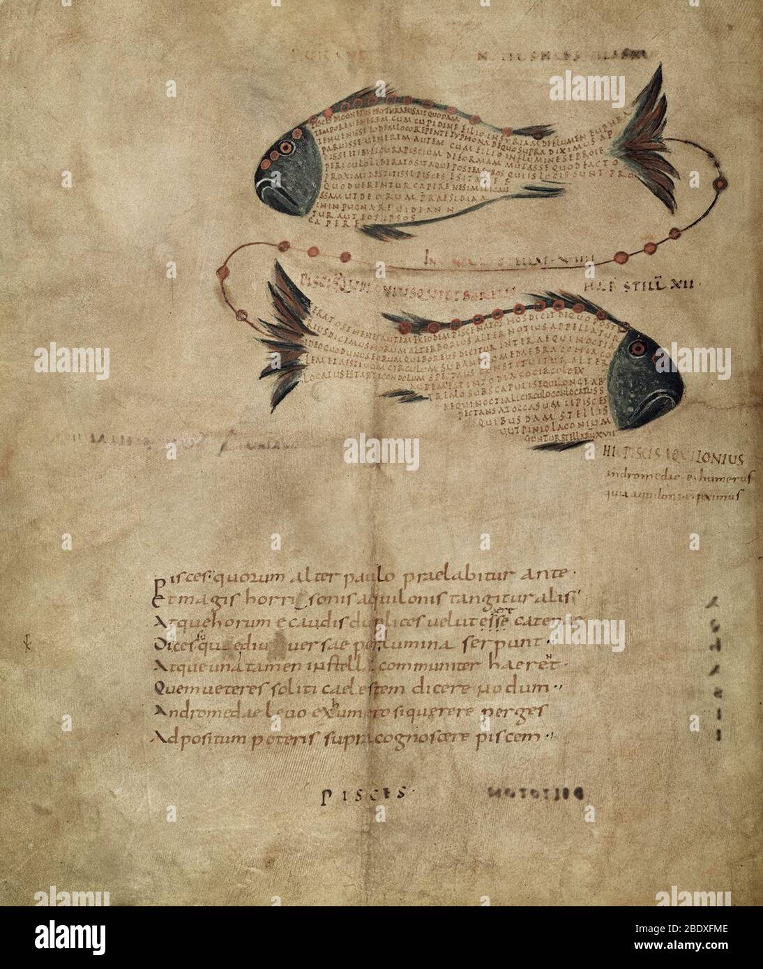 Aratea, Fische Sternbild, 9. Jahrhundert Stockfoto