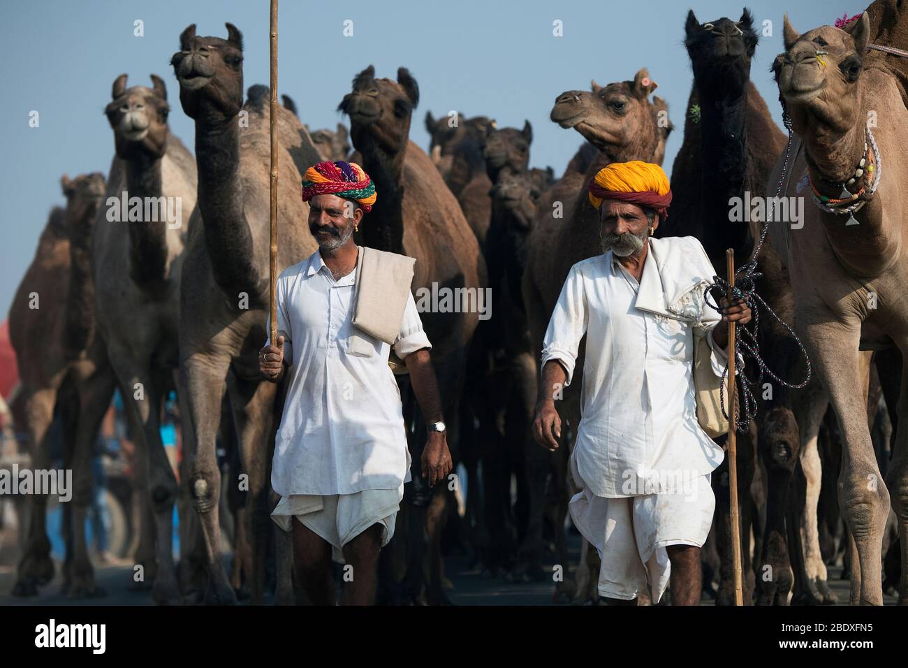 Das Bild von Kamel Herde führt von rajasthani Mann auf Pushkar Animal Fair, Ajmer, Rajasthan, Indien, asien Stockfoto