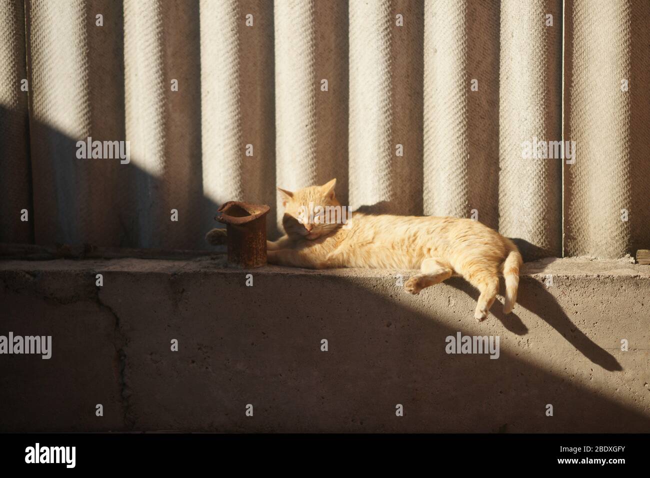Rote Katze ruhen auf dem blinden Bereich eines ländlichen Schieferzauns. Stockfoto