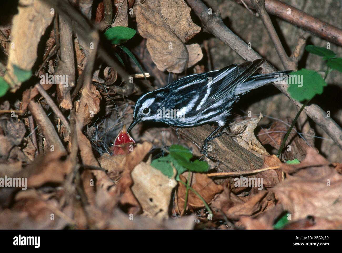 Schwarz-Weiß-Waldsänger im Nest Stockfoto