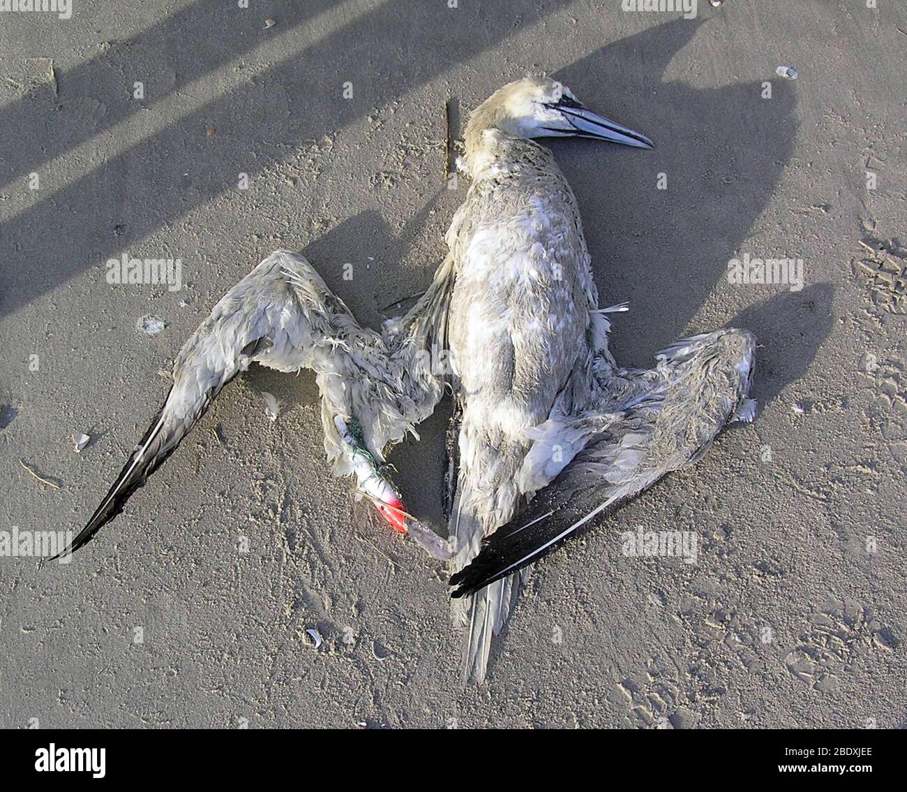 Northern Gannet Gefangen In Angellinie Stockfoto