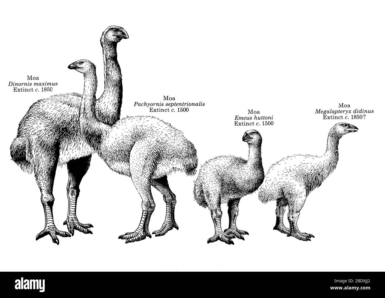 Moas, Ausgestorbene Fluglose Vögel Stockfoto