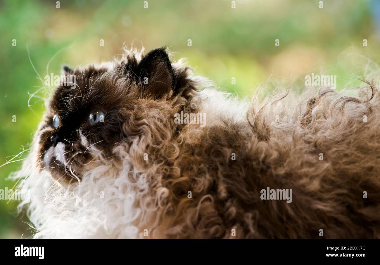 Selkirk Rex Katze sitzt vor einem Fenster mit Blick auf den Garten  Stockfotografie - Alamy