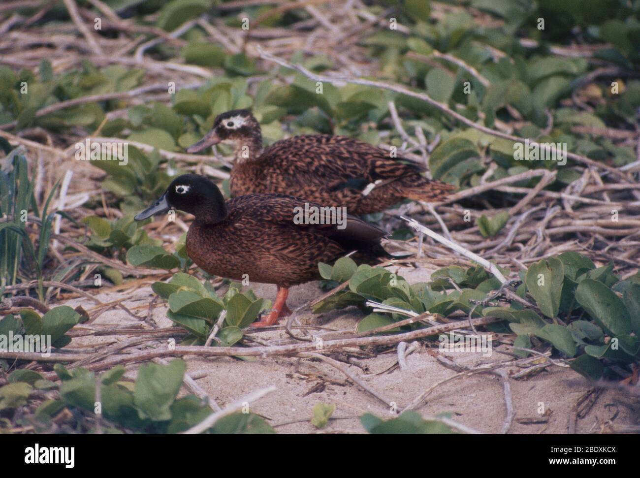 Männliche und weibliche Laysan Teal Enten Stockfoto