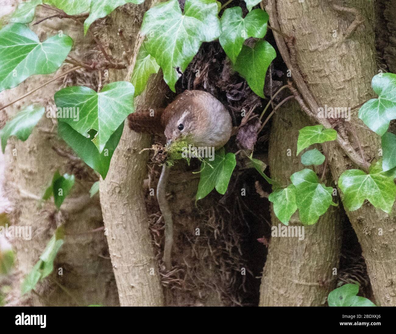Eurasischer Wren ( Troglodytes troglodytes), der Nistbaumaterial in einem Laubwald, West Lothian, Schottland trägt. Stockfoto