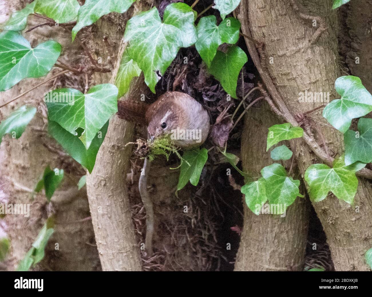 Eurasischer Wren ( Troglodytes troglodytes), der Nistbaumaterial in einem Laubwald, West Lothian, Schottland trägt. Stockfoto
