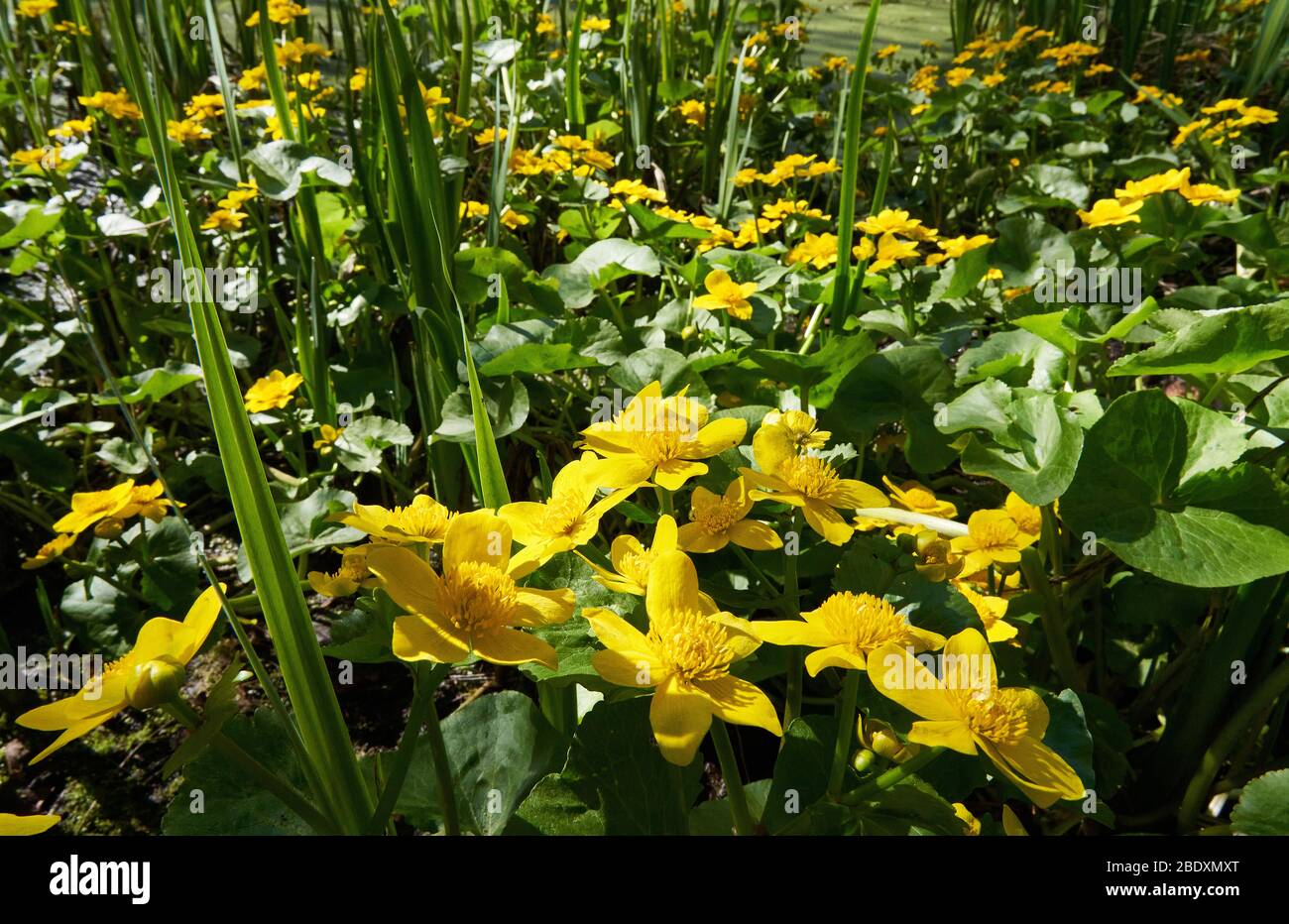 Marsh Ringelblume KIngcup oder Mollyblobs Caltha palustris wächst mit Wasser Iris an den schlammigen Fransen eines flachen Teiches in Somerset UK Stockfoto