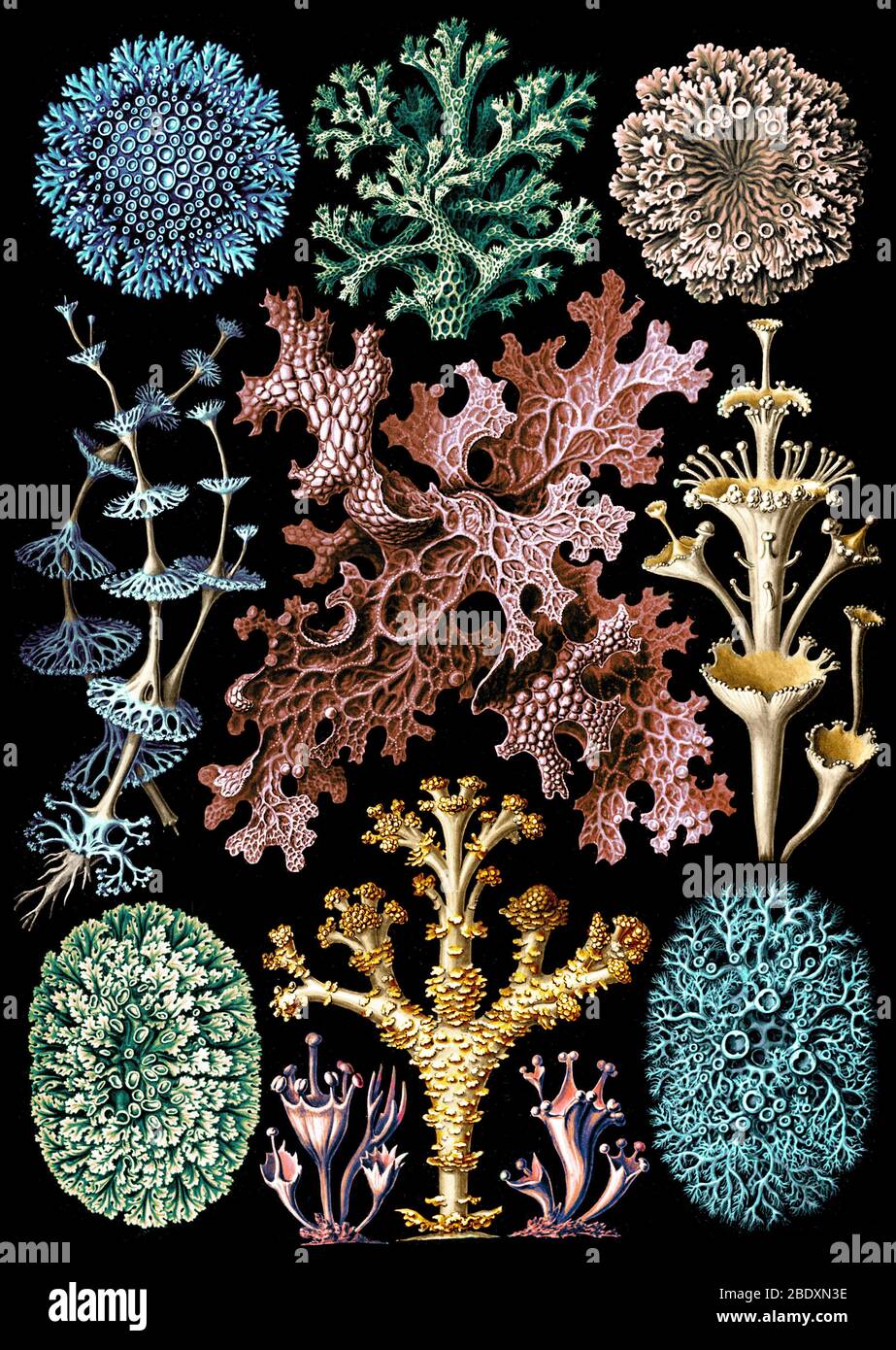 Ernst Haeckel, Flechten Stockfoto