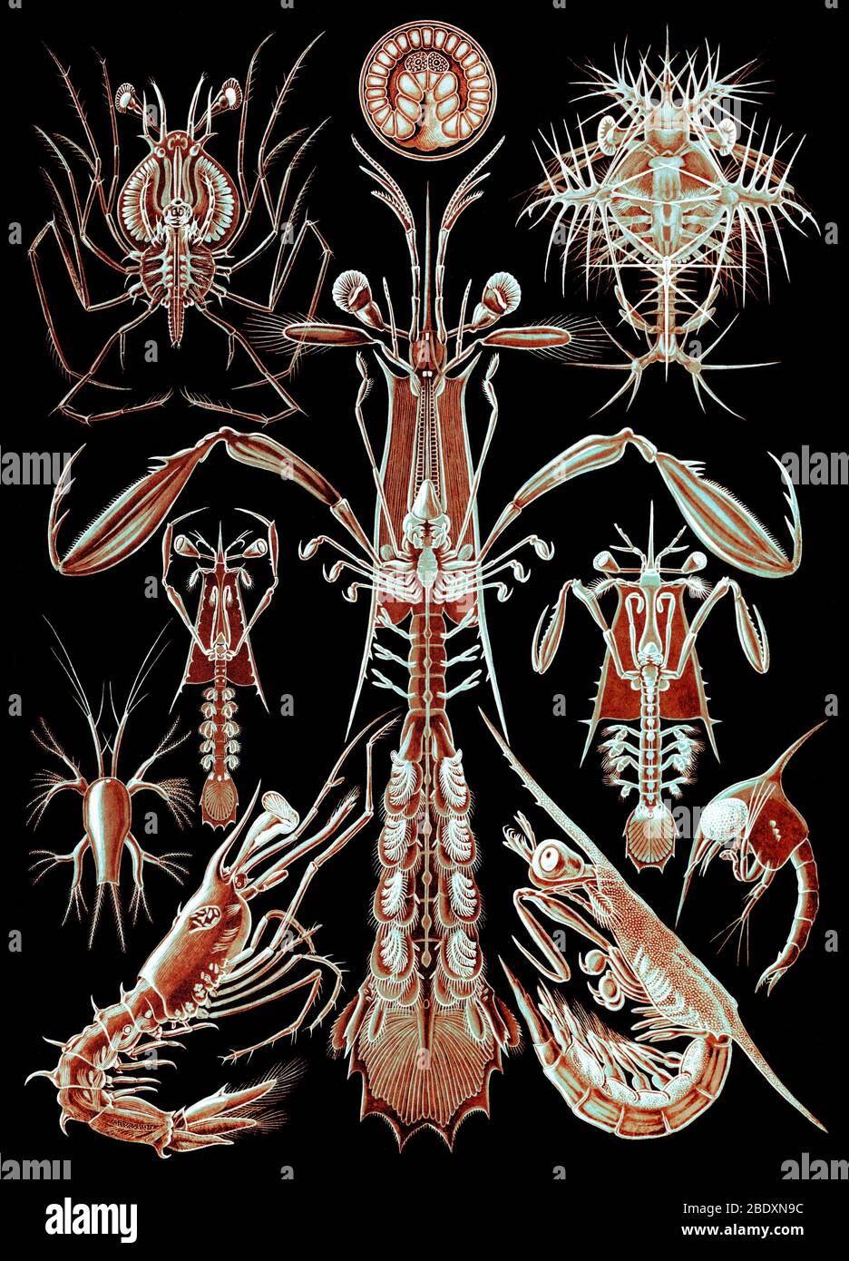 Ernst Haeckel, Thoracostraca, Krebstiere Stockfoto