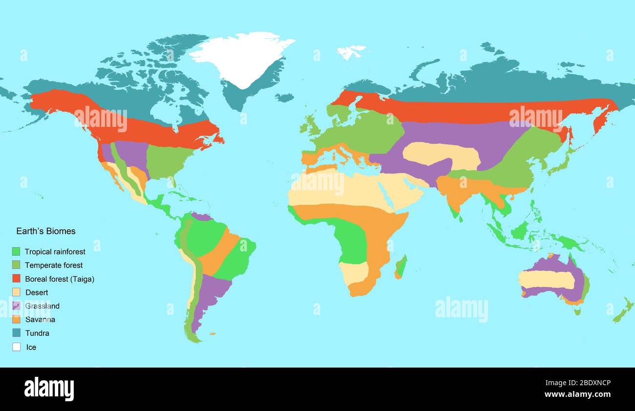 Karte der wichtigsten globalen Biome der Erde, einschließlich tropischer Regenwald, gemäßigter Wald, borealer Wald (Taiga), Wüste, Grasland, Savanne, Tundra und Eis. Terrestrische Biome (auch Ökosysteme genannt) sind geographische Landgebiete mit ähnlichen klimatischen Bedingungen, die oft durch die dort vorgefundenen Pflanzen und Tiere gekennzeichnet sind. Acht Biome werden hier gezeigt, obwohl komplexere Klassifikationen diese Biome noch weiter unterteilen. Stockfoto