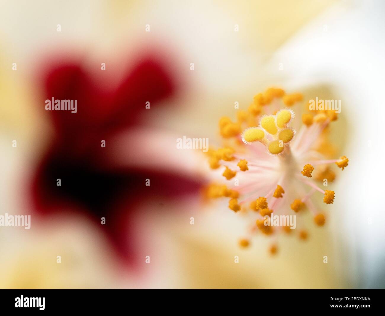 Makropflanzen-Fotografie - Hibiskus Stockfoto