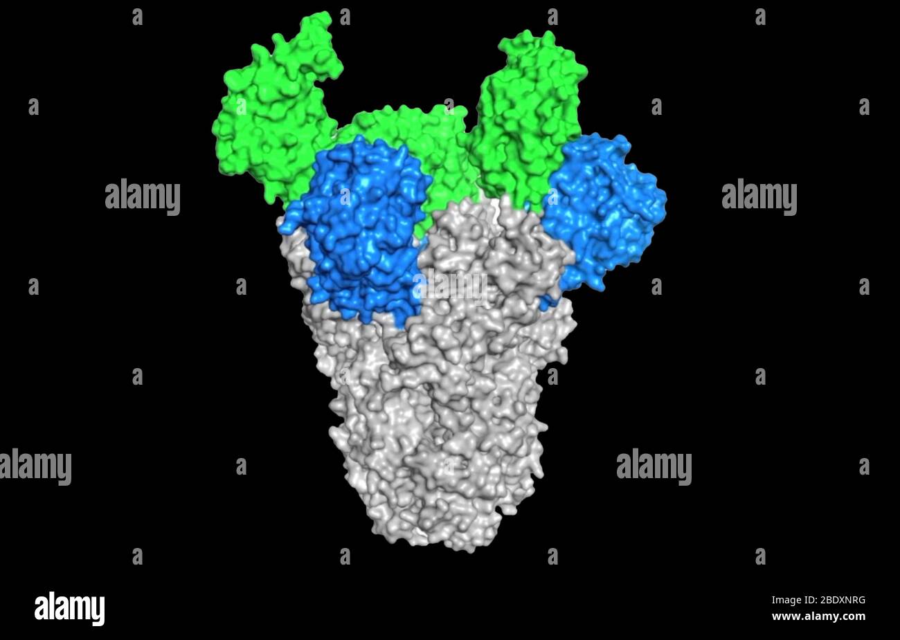 MERS-CoV, Spike Protein Stockfoto