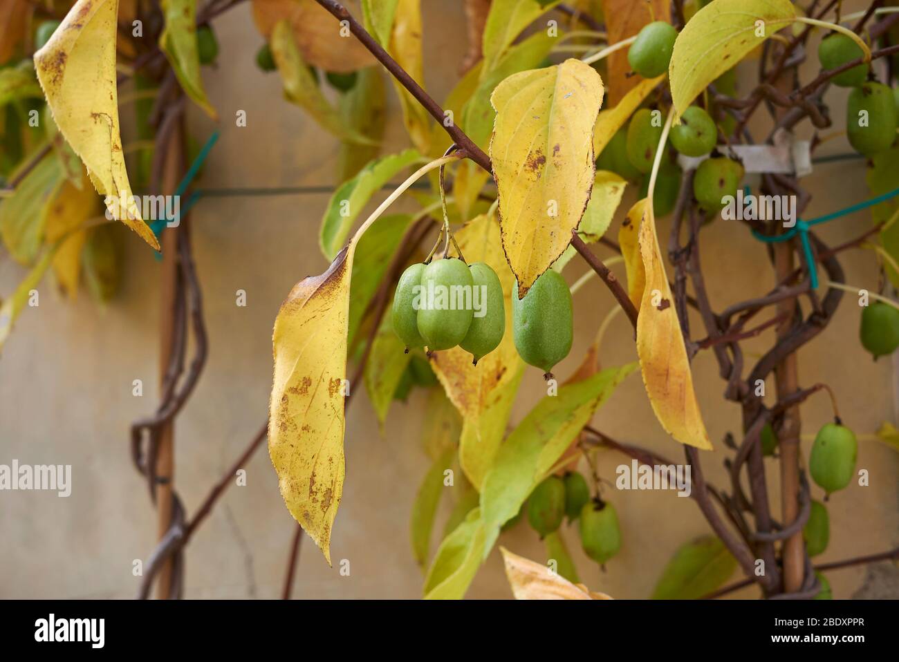 Actinidia arguta mit winterharten Kiwi-Früchten Stockfoto