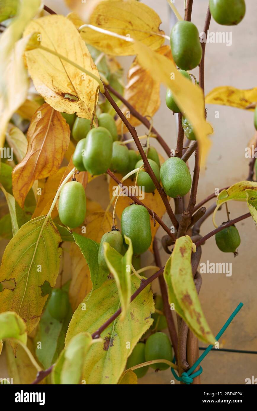 Actinidia arguta mit winterharten Kiwi-Früchten Stockfoto