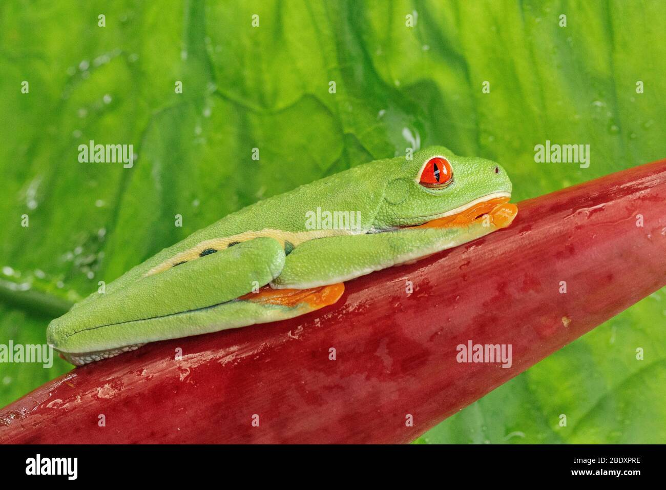 Ein Rotäugiger Laubfrosch (Agalychnis callidryas), der in Costa Rica auf einem roten Heliconia-Blatt ruht Stockfoto