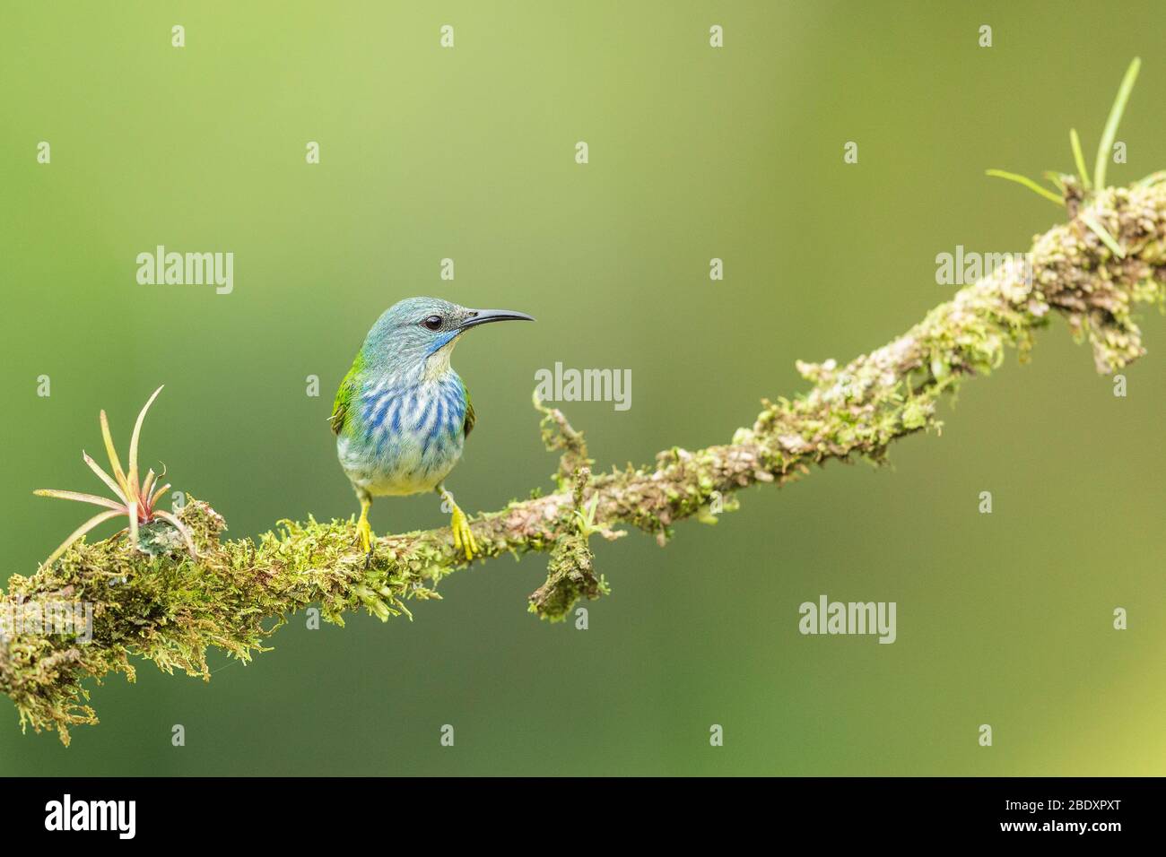 Eine weibliche glänzende Honigkriecherin (Cyanerpes lucidus) in Costa Rica Stockfoto