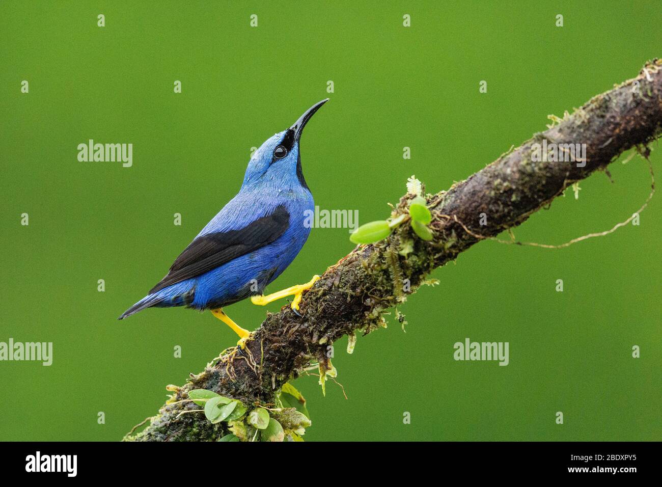 Ein männlicher leuchtender Honigkriechspieder (Cyanerpes lucidus) in Costa Rica Stockfoto