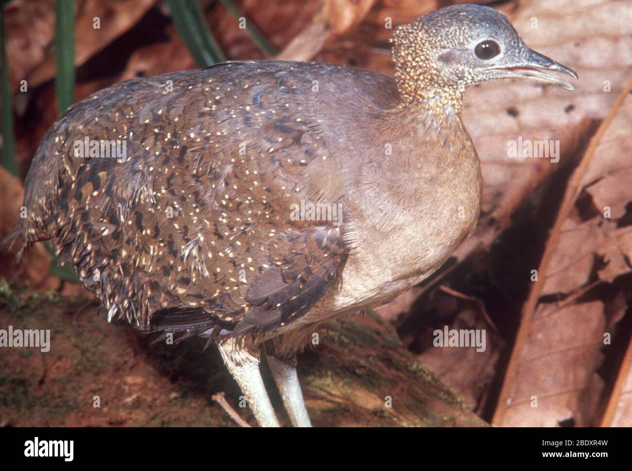 Weißkehliger Tinamou Stockfoto