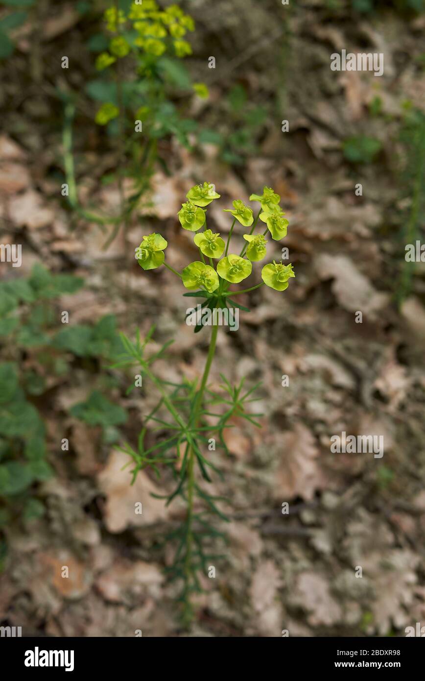 Euphorbia cyparissia gelb und grün Blütenstand Stockfoto