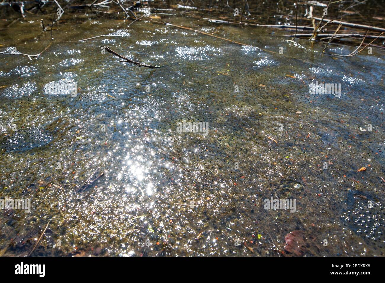 08. April 2020, Sachsen, Polenz Im abgelegen Teich am Waldbad