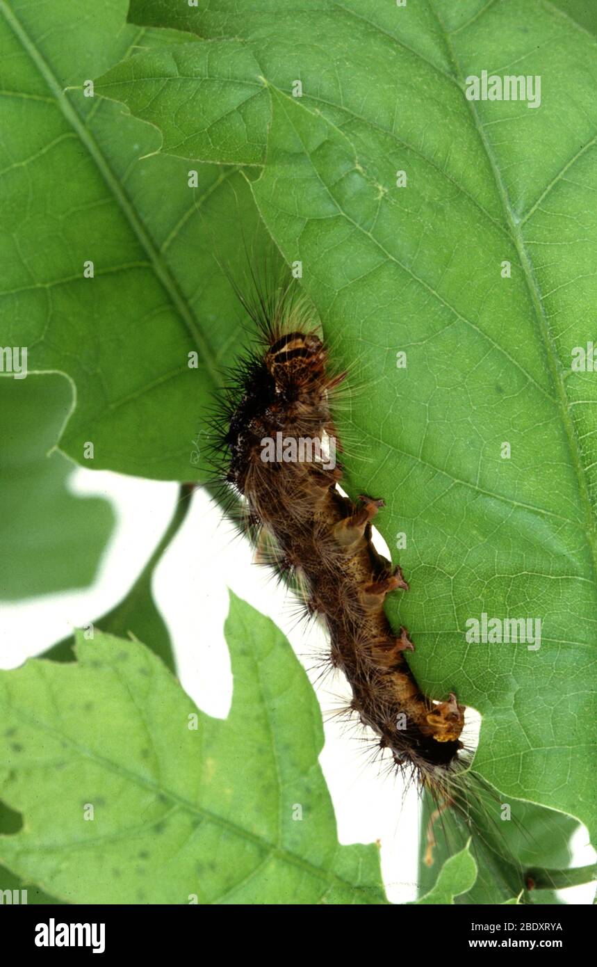 Gypsy Moth Caterpillar, Lymantria dispar dispar Stockfoto