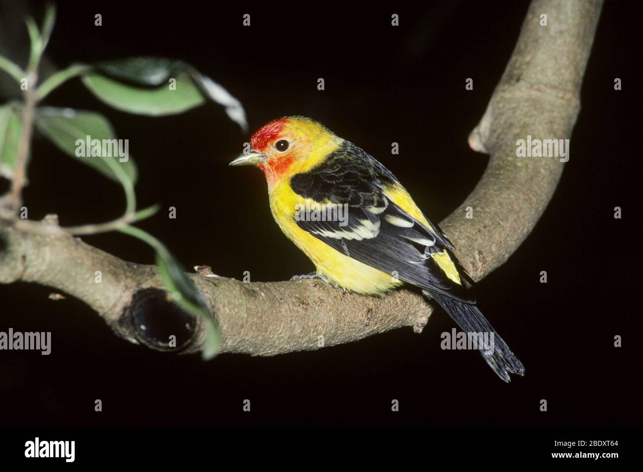 Männliche Western Tanager (Piranga Ludoviciana) Stockfoto