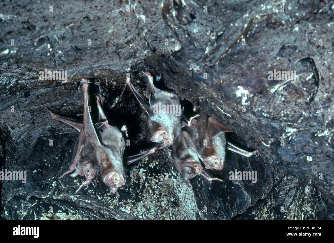Vampir-Fledermäuse Stockfoto
