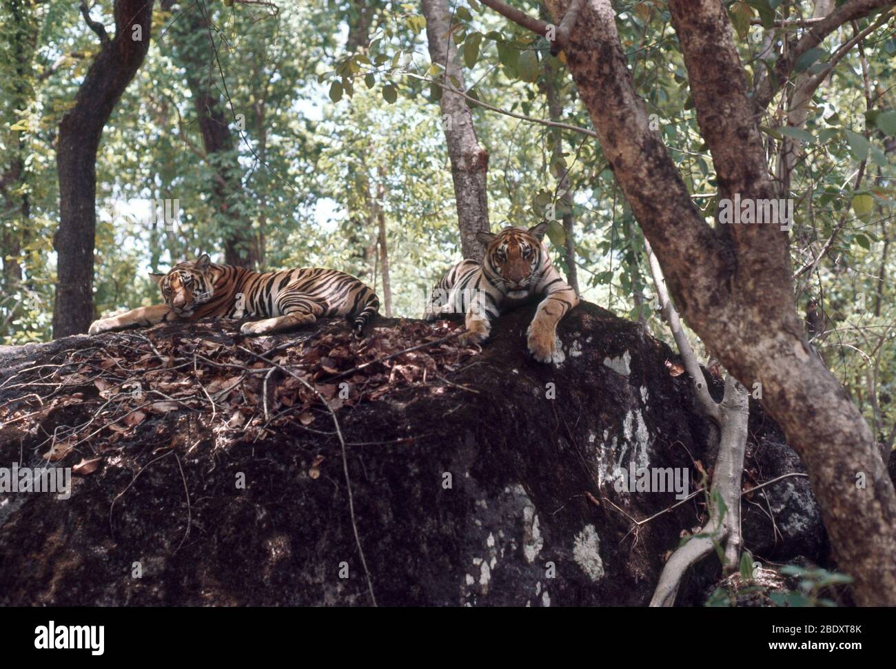 Bengalen Tiger Cubs Stockfoto