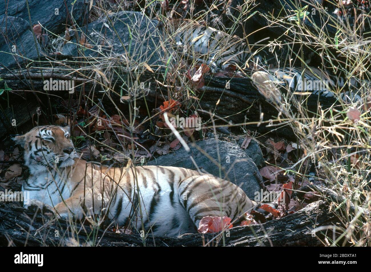 Bengaler Tiger mit Cubs Stockfoto