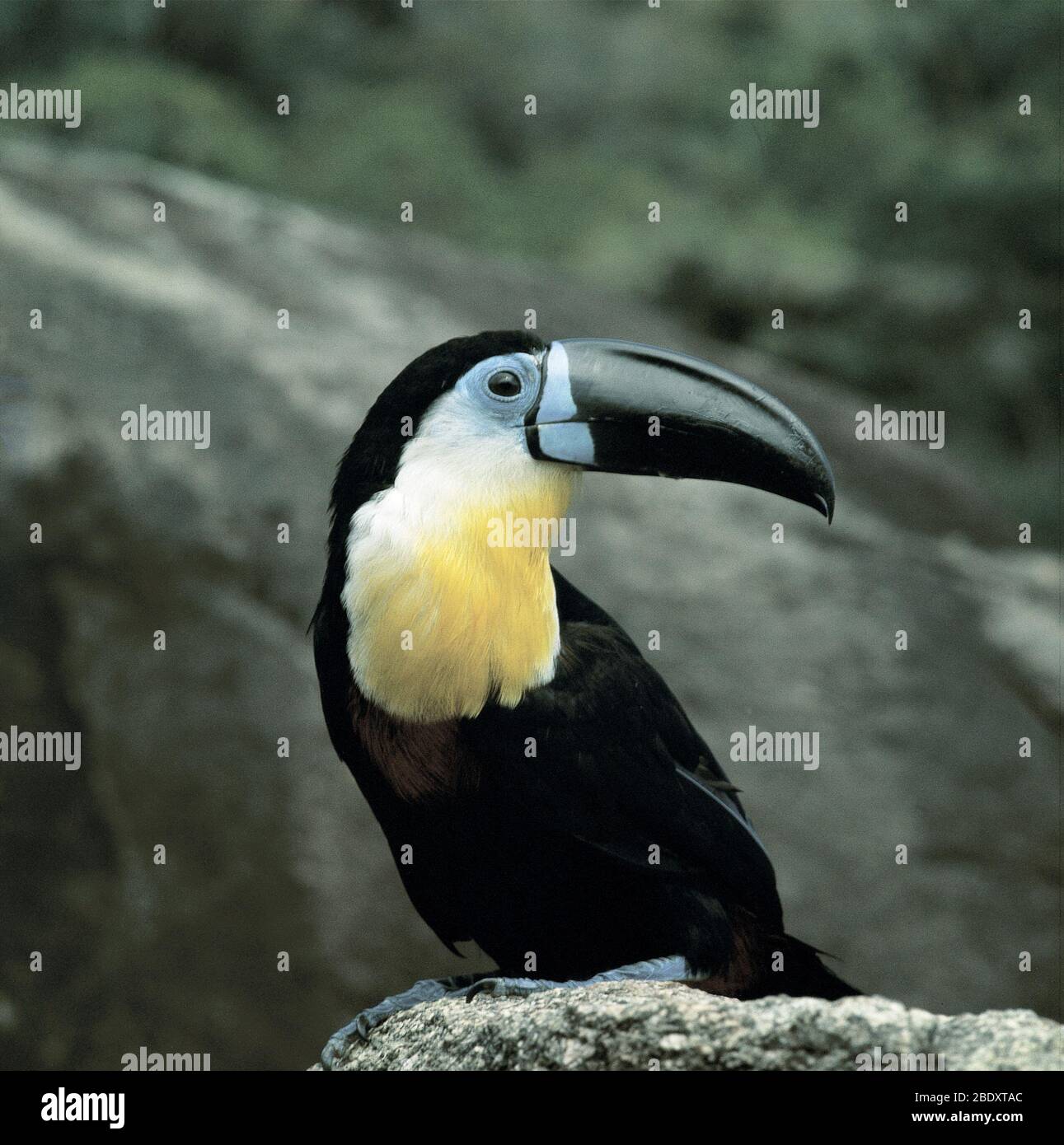 Toucan mit Kanalrechnung Stockfoto